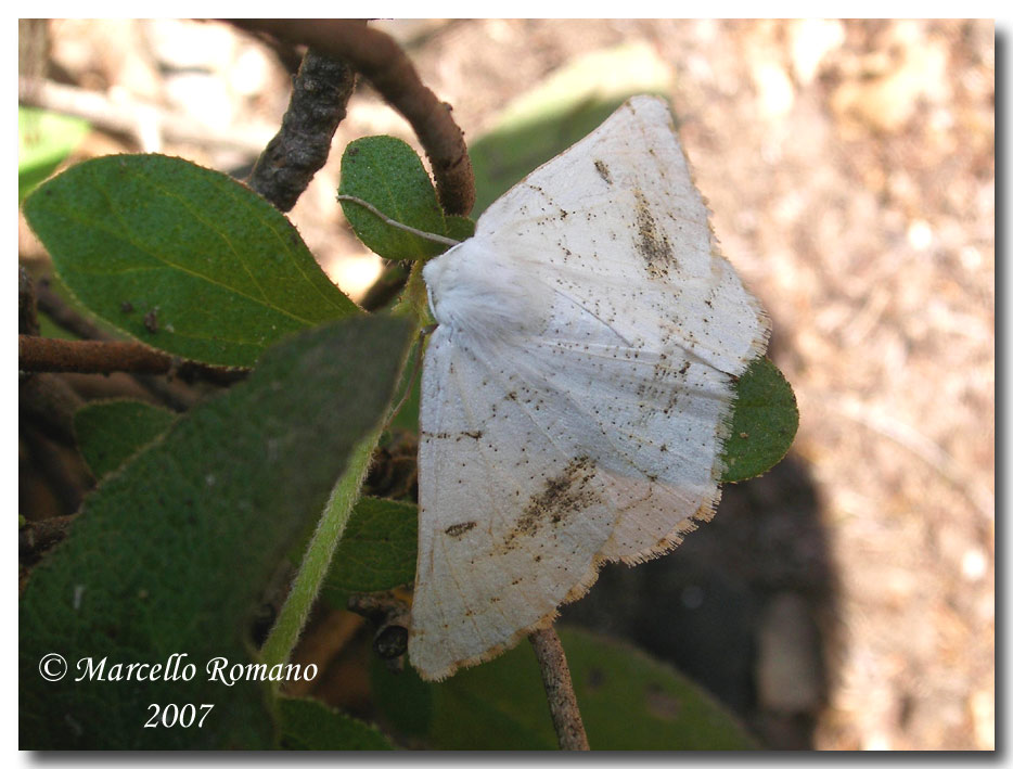 Prime visioni:1.Dyscia innocentaria sicanaria (Geometridae)